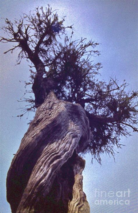 Grand porrtage witch tree